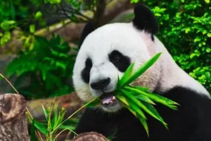 成都:华西分公司
