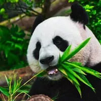 成都分公司